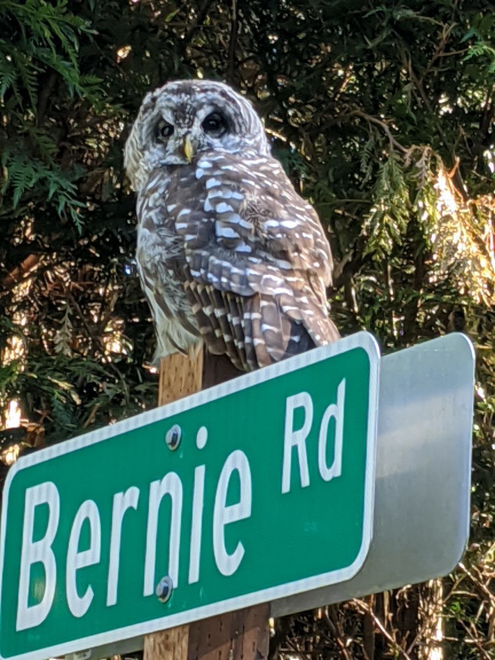 Barred Owl attacks, 9.29.20